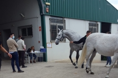 Los-participantes-en-el-Concurso-Equino-ya-estan-en-el-Centro-Hipico-de-Segorbe-5