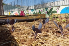 El-huerto-escolar-del-CEIP-Pintor-Camaron-llena-de-color-los-patios-del-colegio-8