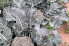 Primera-cosecha-del-taller-de-agricultura-del-CRIS-de-Segorbe-1