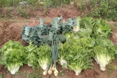 Primera-cosecha-del-taller-de-agricultura-del-CRIS-de-Segorbe-2